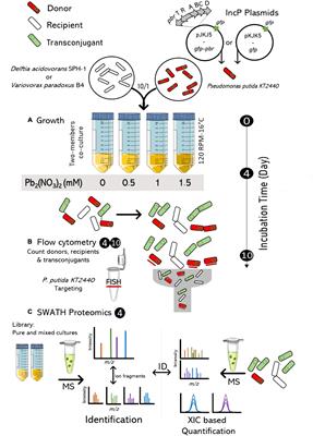 Lead Drives Complex Dynamics of a Conjugative Plasmid in a Bacterial Community